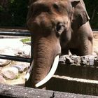 Asiatische Elefant (Elephas maximus) im Zoologischer Garten Berlin