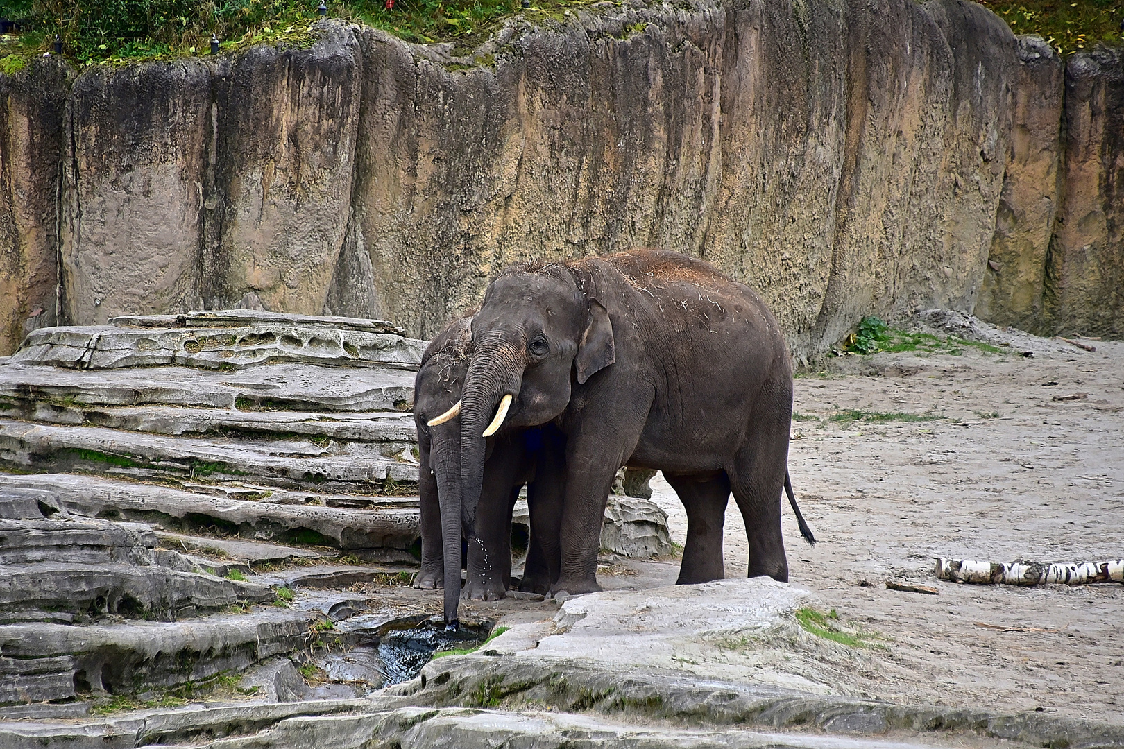 Asiatische Elefanten (Elephas maximus)