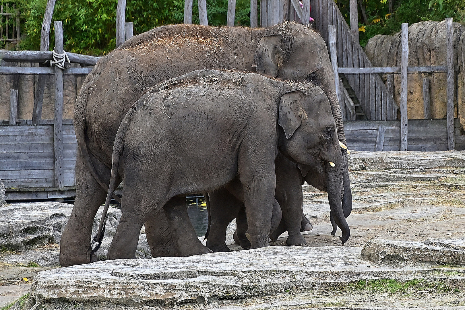 Asiatische Elefanten (Elephas maximus)