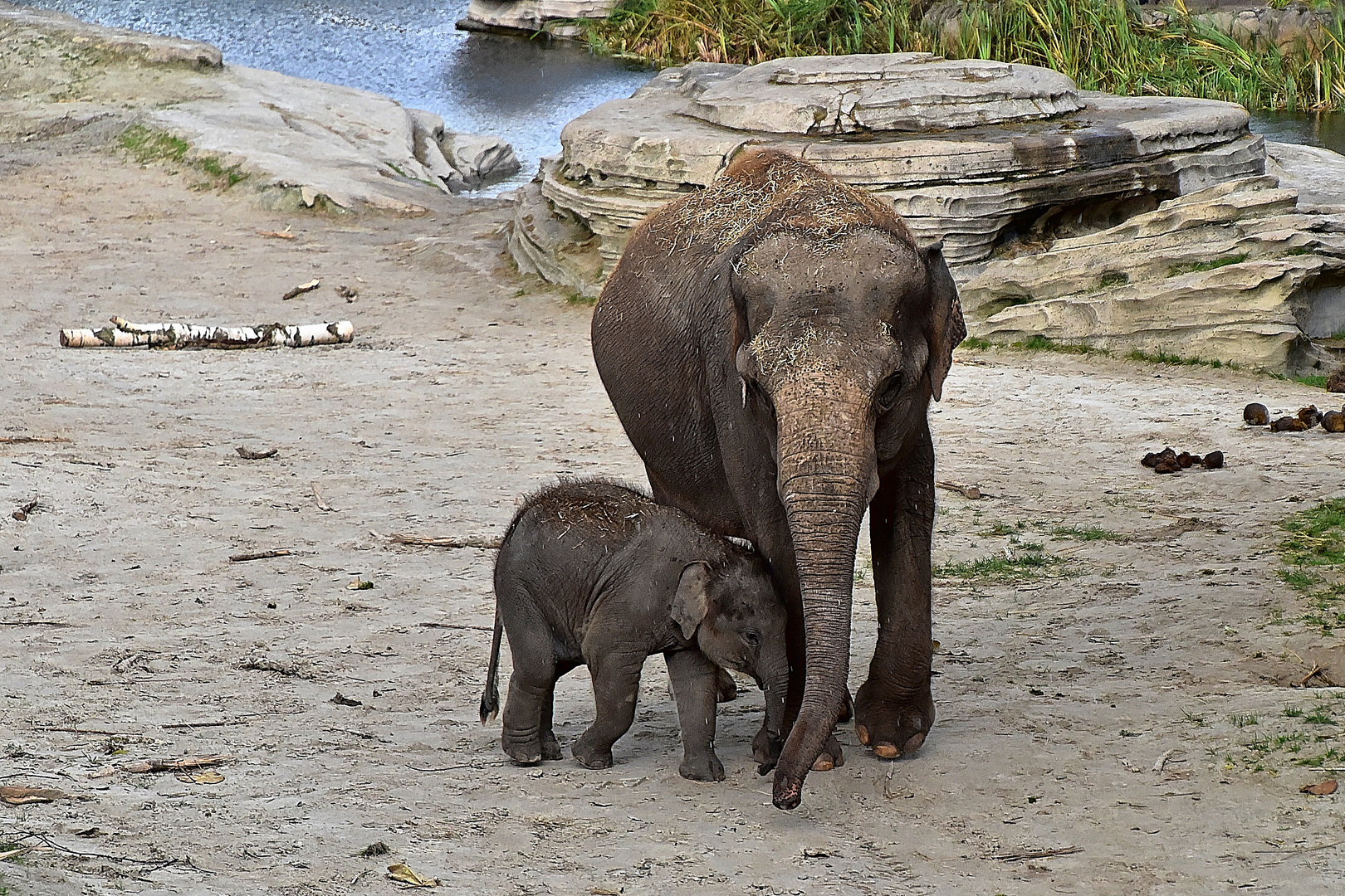 Asiatische Elefanten (Elephas maximus)