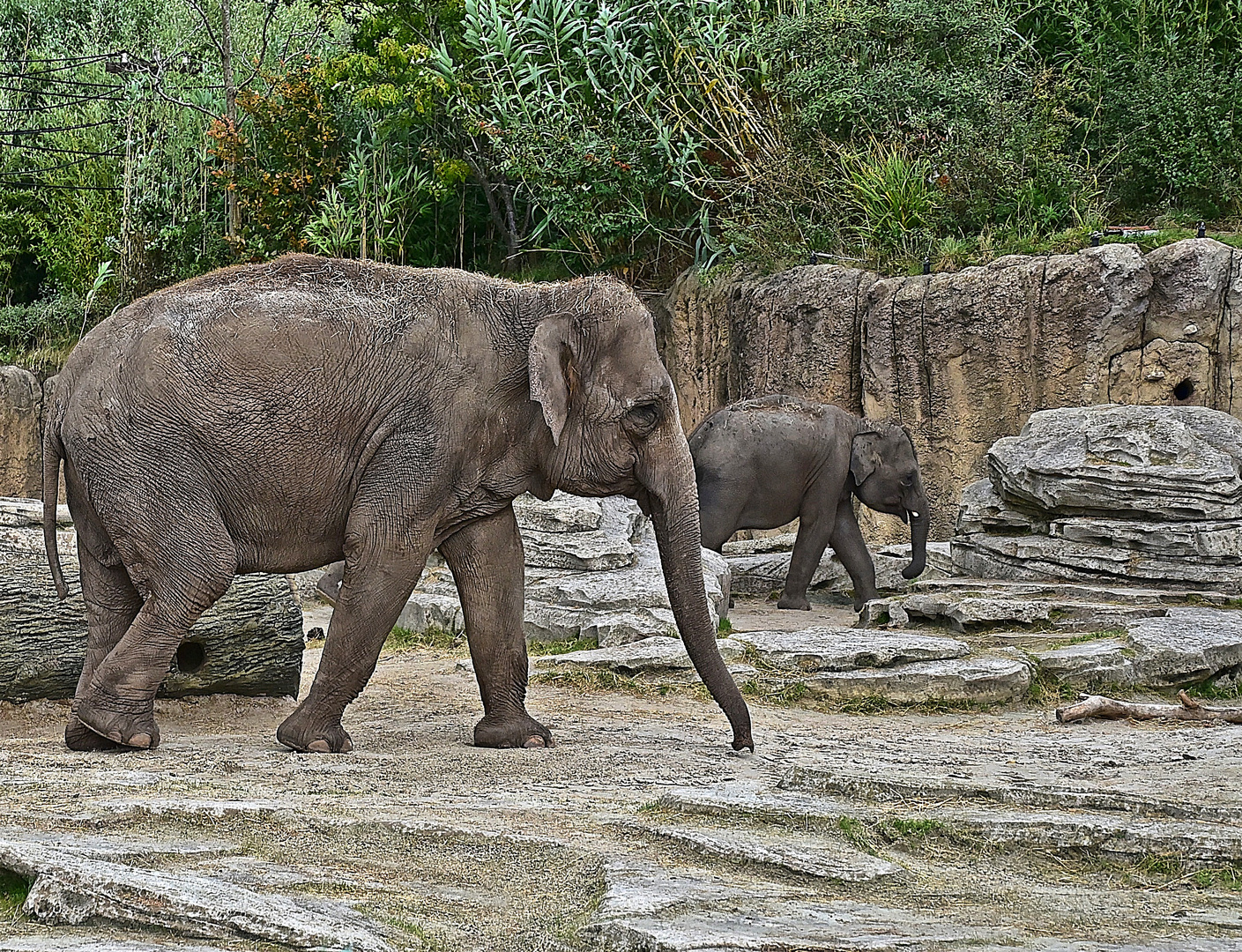 Asiatische Elefanten (Elephas maximus)