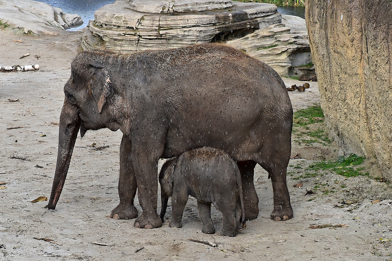 Asiatische Elefanten (Elephas maximus)