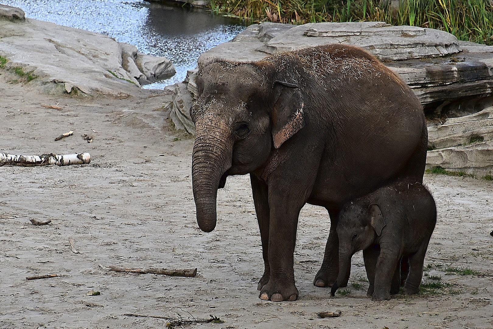 Asiatische Elefanten (Elephas maximus)