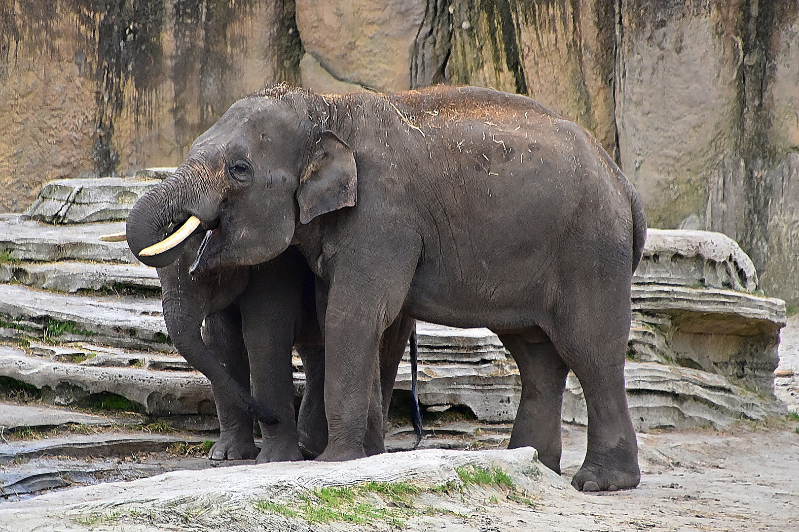 Asiatische Elefanten (Elephas maximus)