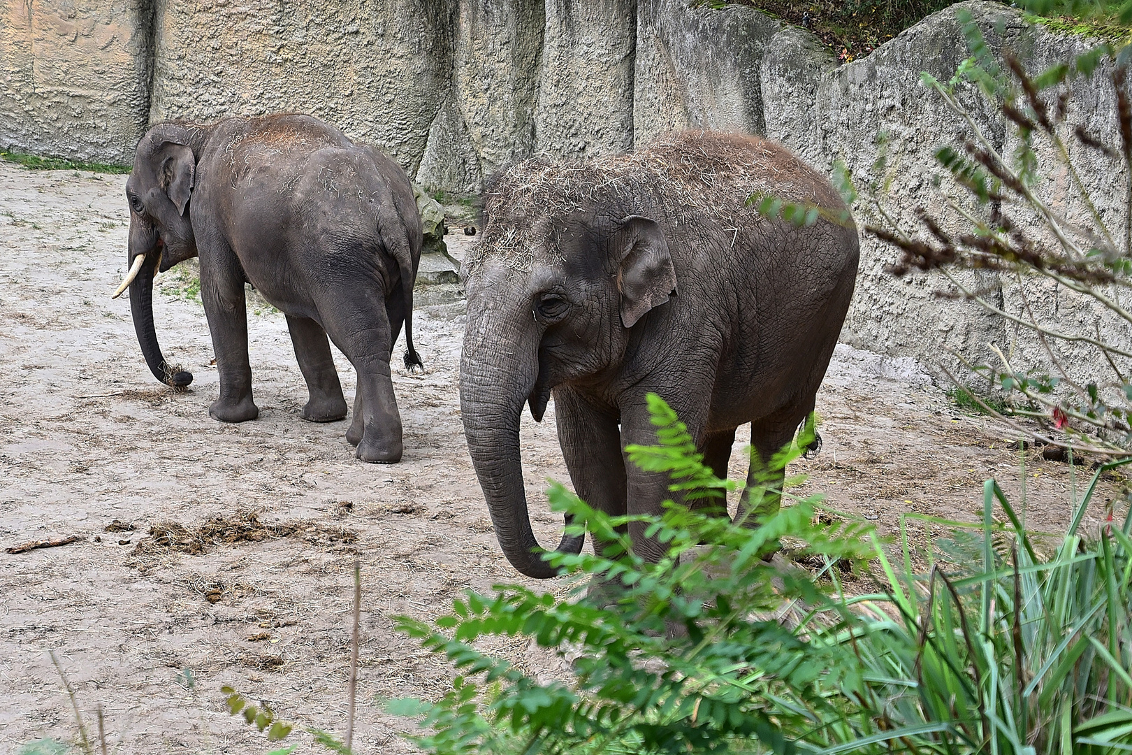 Asiatische Elefanten (Elephas maximus)