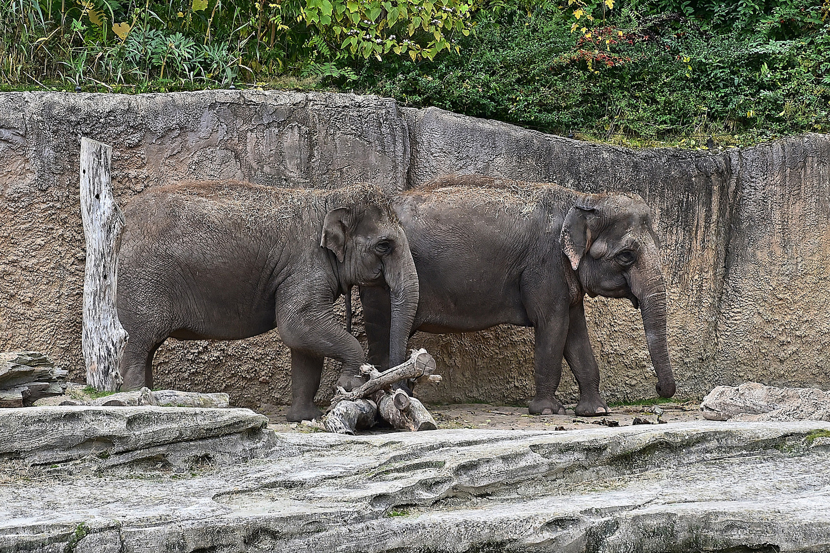 Asiatische Elefanten (Elephas maximus)