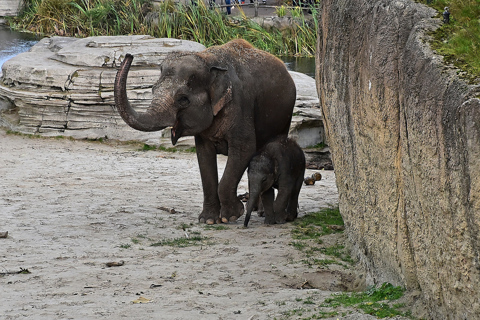 Asiatische Elefanten (Elephas maximus)