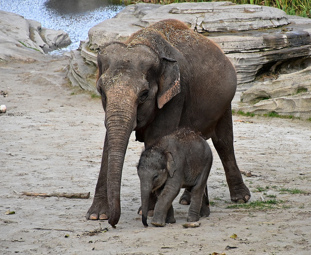 Asiatische Elefanten (Elephas maximus)