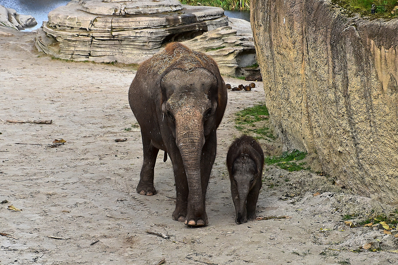 Asiatische Elefanten (Elephas maximus)