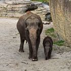 Asiatische Elefanten (Elephas maximus)