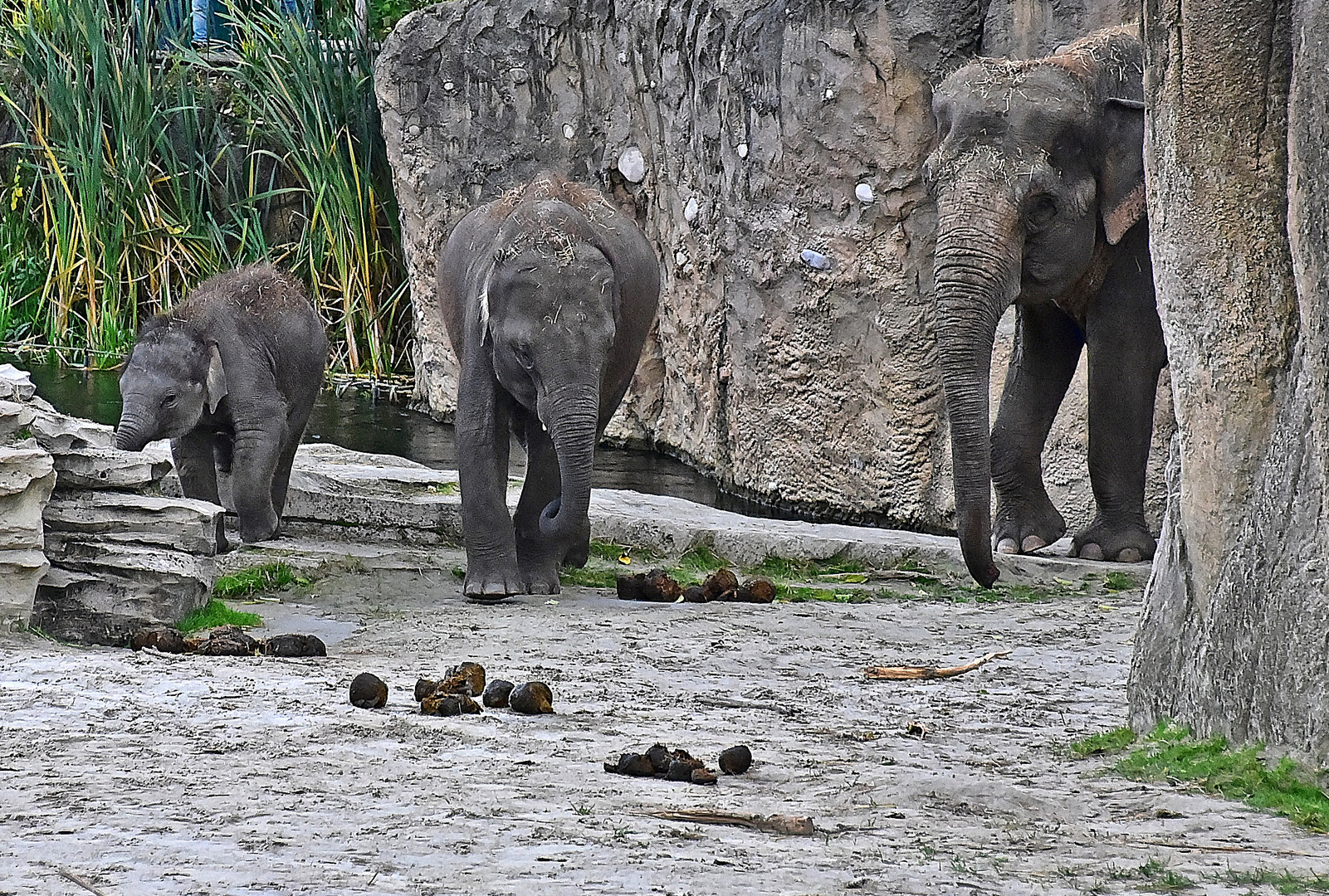 Asiatische Elefanten (Elephas maximus)