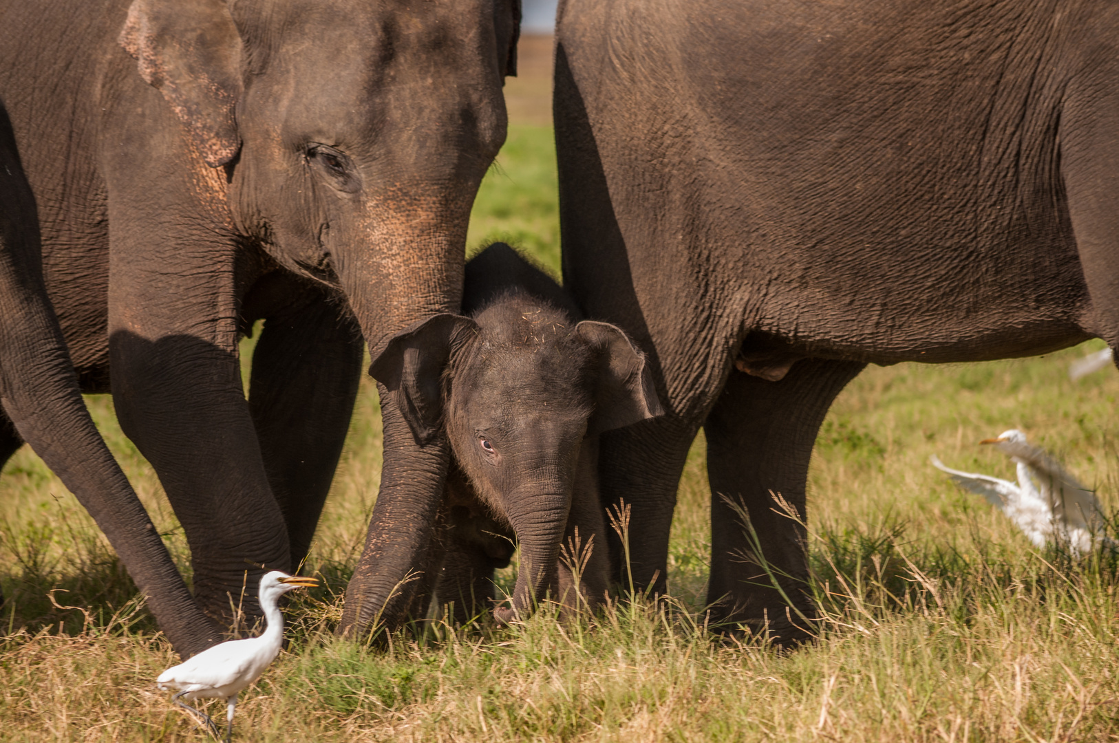 Asiatische Elefanten im Minnerya Nationalpark