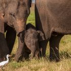 Asiatische Elefanten im Minnerya Nationalpark