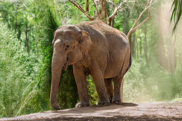 Asiatische Elefantin