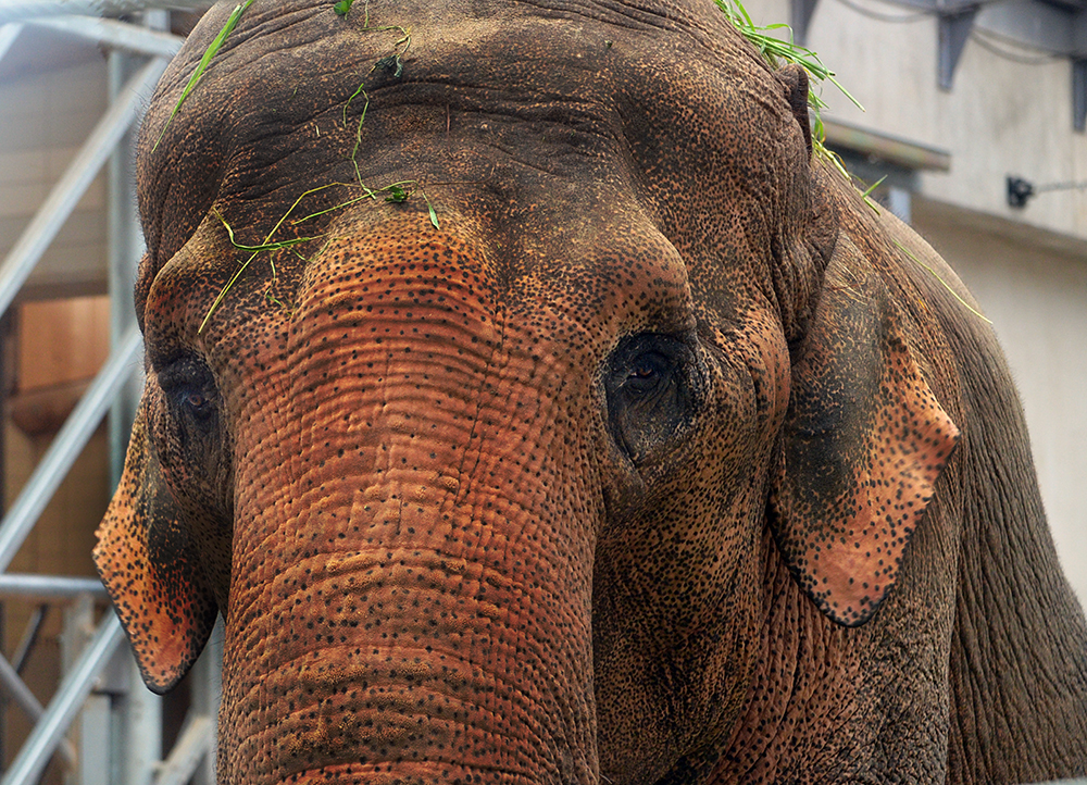 Asiatische Elephanten