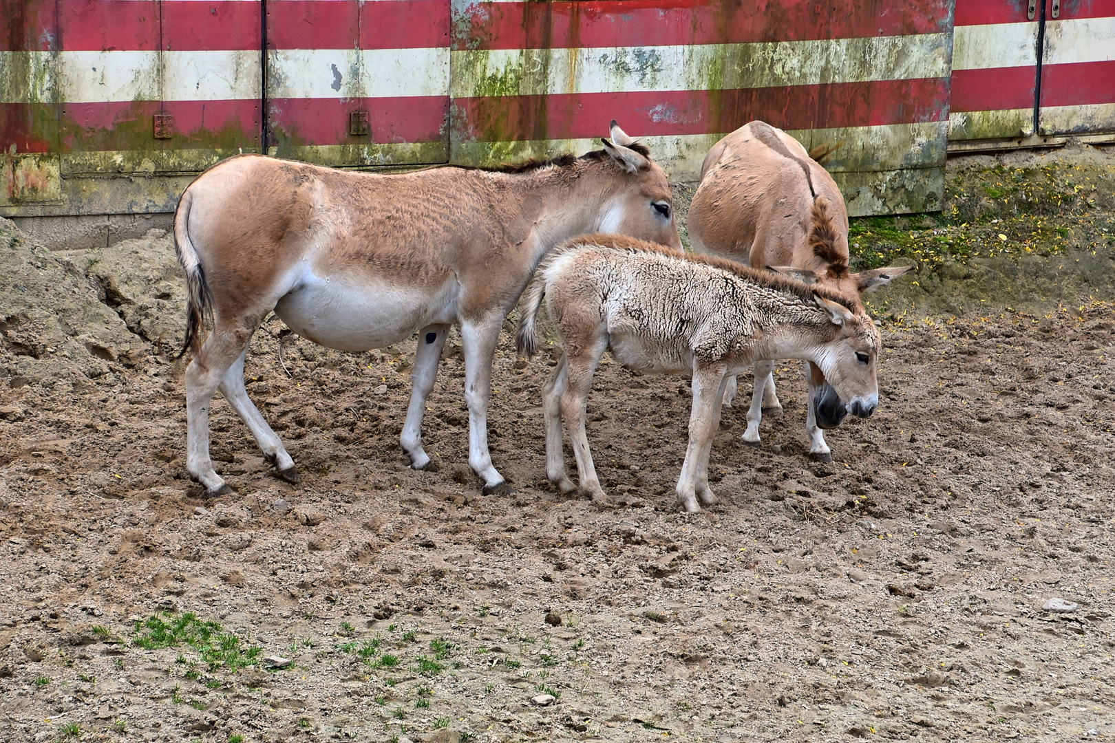 Asiatische Esel (Equus hemionus)