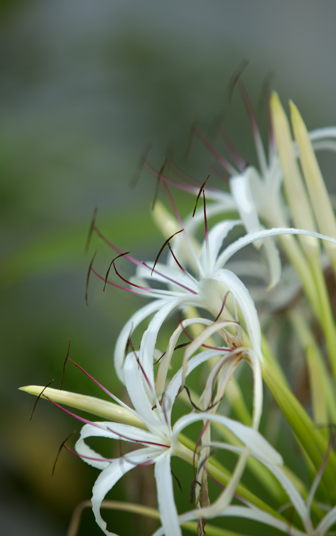 Asiatische Hakenlilie