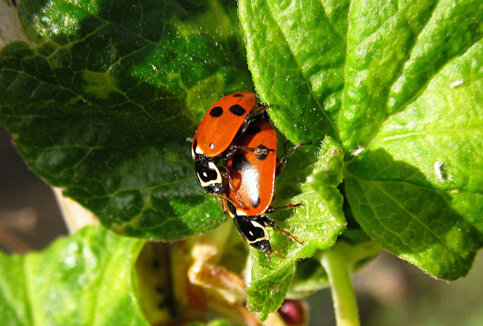 --- Asiatische Harlekin-Marienkäfer (Harmonia axyridis) ---