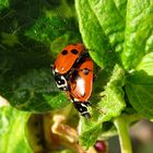 --- Asiatische Harlekin-Marienkäfer (Harmonia axyridis) ---