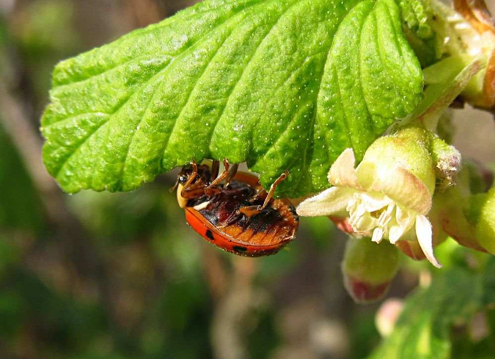 --- Asiatische Harlekin-Marienkäfer (Harmonia axyridis) ---