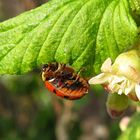 --- Asiatische Harlekin-Marienkäfer (Harmonia axyridis) ---