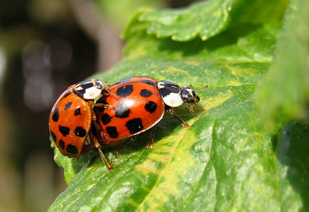 --- Asiatische Harlekin-Marienkäfer (Harmonia axyridis) ---