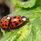 --- Asiatische Harlekin-Marienkäfer (Harmonia axyridis) ---