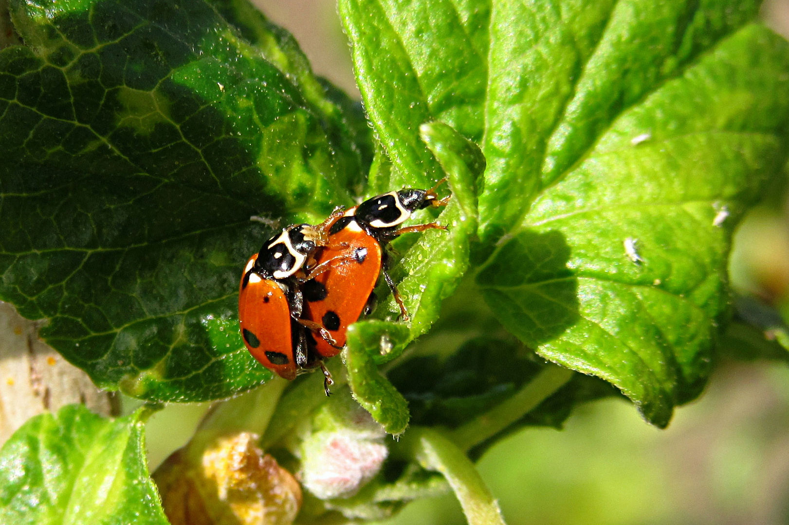 --- Asiatische Harlekin-Marienkäfer (Harmonia axyridis)  ---