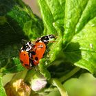 --- Asiatische Harlekin-Marienkäfer (Harmonia axyridis)  ---