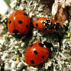 --- Asiatische Harlekin-Marienkäfer (Harmonia axyridis) ---