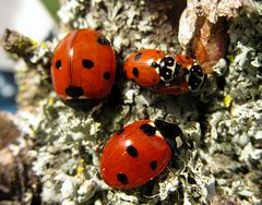 --- Asiatische Harlekin-Marienkäfer (Harmonia axyridis) ---