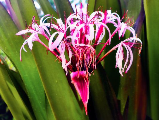 Asiatische Hekenlilie