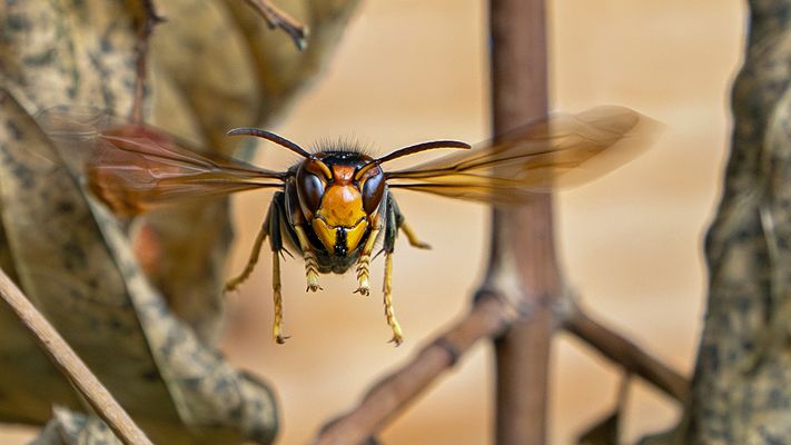 Asiatische Hornisse...