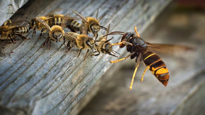 Asiatische Hornisse greift Bienen an