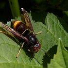 Asiatische Hornisse (Vespa velutina)