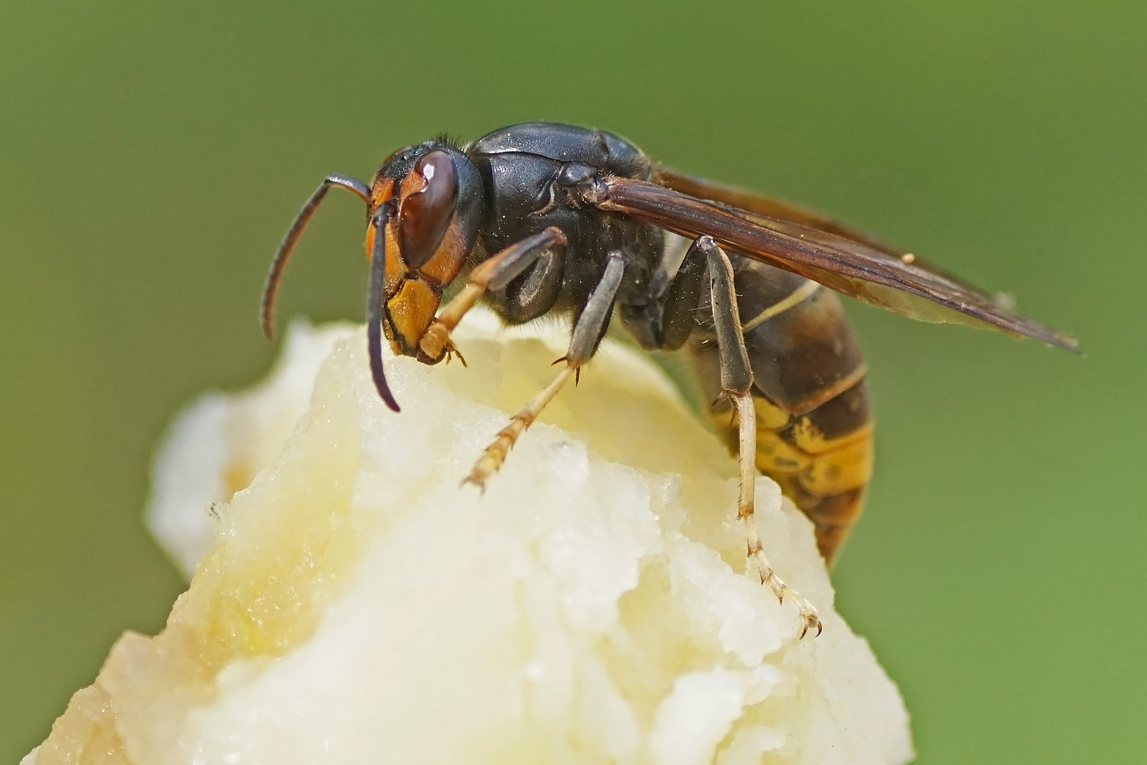 Asiatische Hornisse (Vespa velutina)