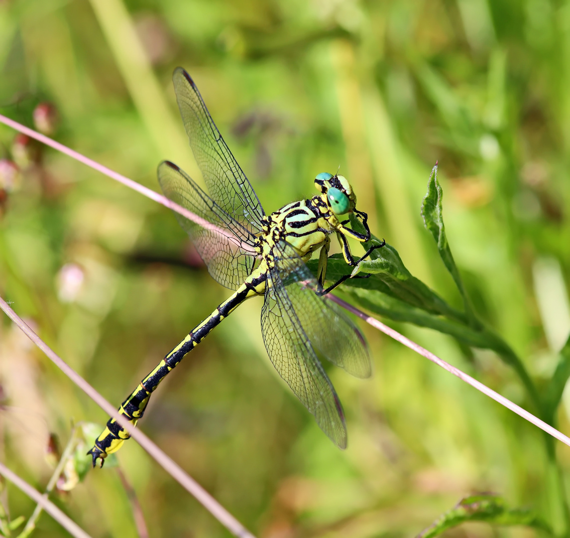 Asiatische Keiljungfer,Gomphus flavipes