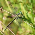 Asiatische Keiljungfer,Gomphus flavipes