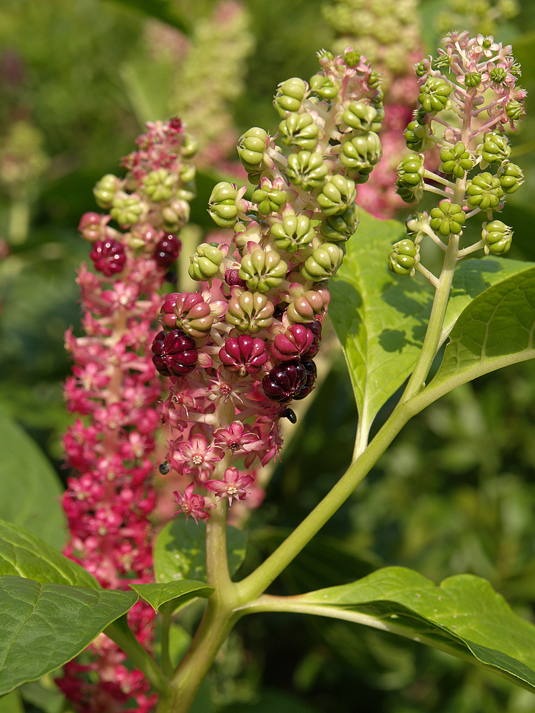 Asiatische Kermesbeere (Phytolacca acinosa)