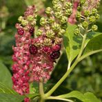 Asiatische Kermesbeere (Phytolacca acinosa)