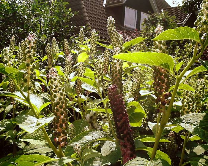 Asiatische Kermesbeere/ "Phytolacca esculenta"...