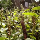 Asiatische Kermesbeere/ "Phytolacca esculenta"...