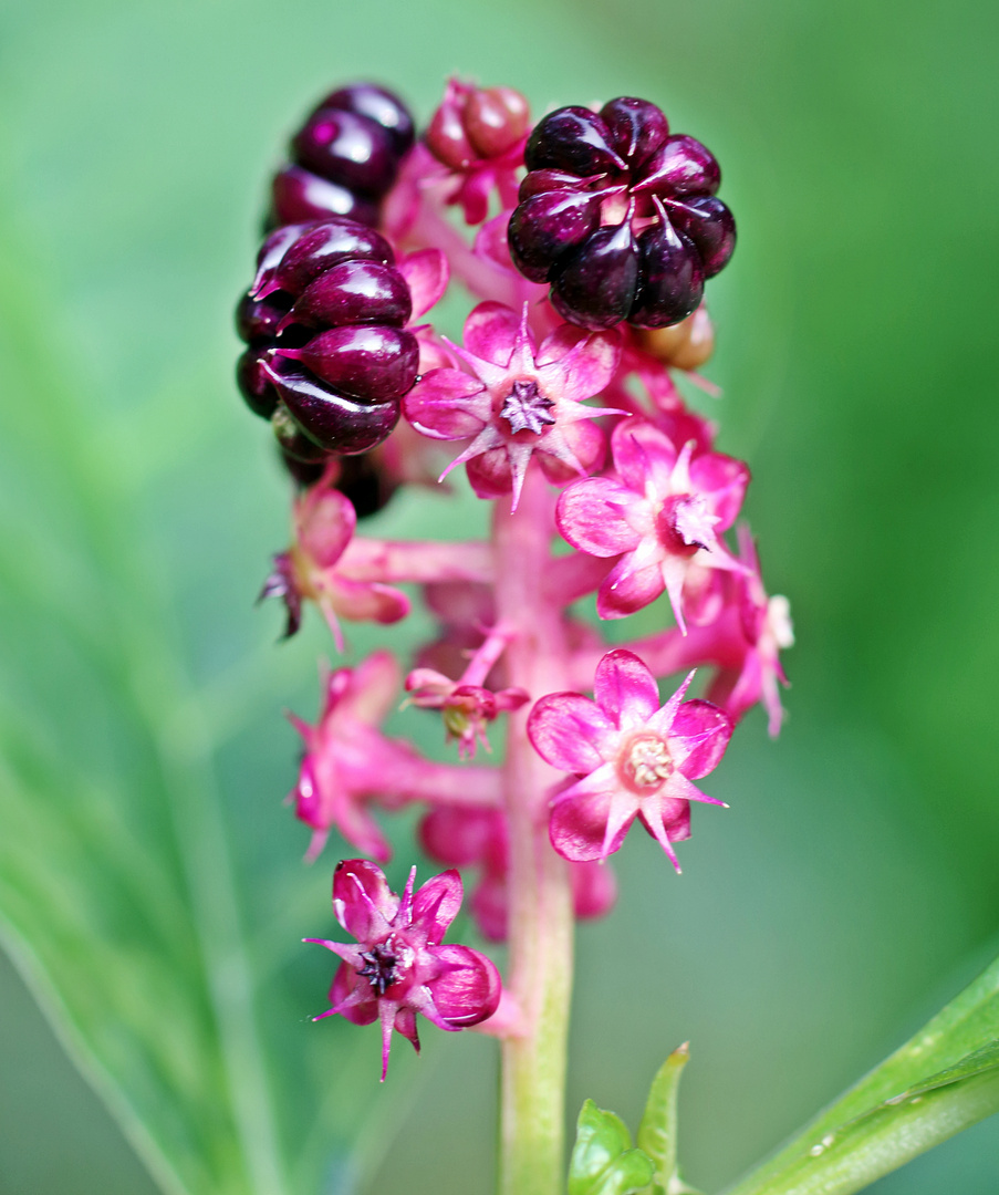 Asiatische  Kernesbeere ( Phytolacca )