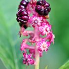 Asiatische  Kernesbeere ( Phytolacca )