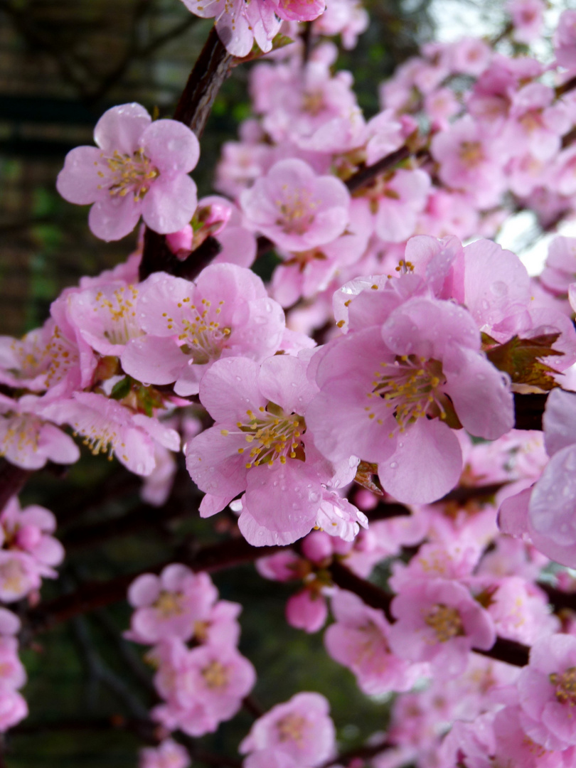 Asiatische Kirschblüte