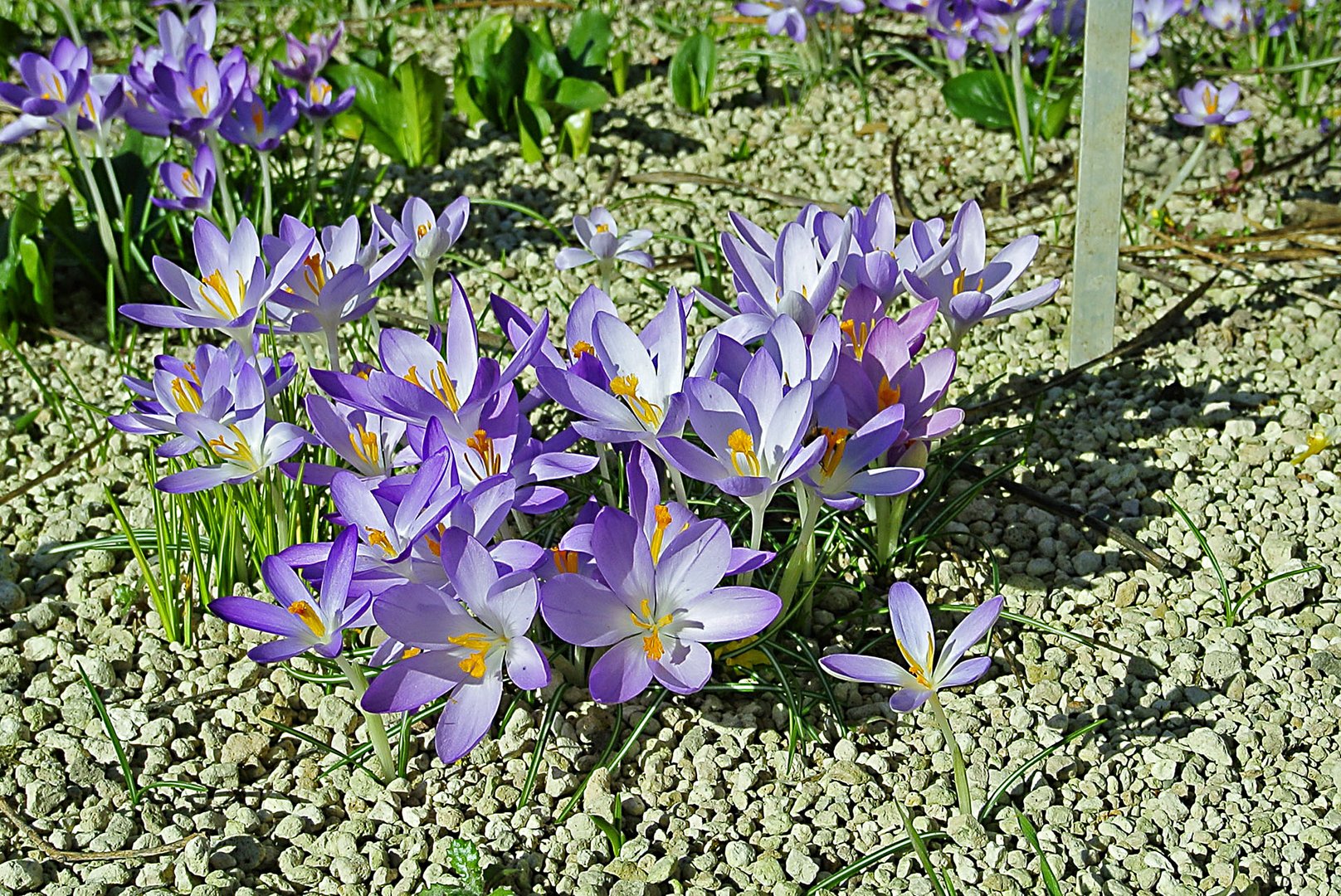 Asiatische Krokusse blühen auf kargem Boden