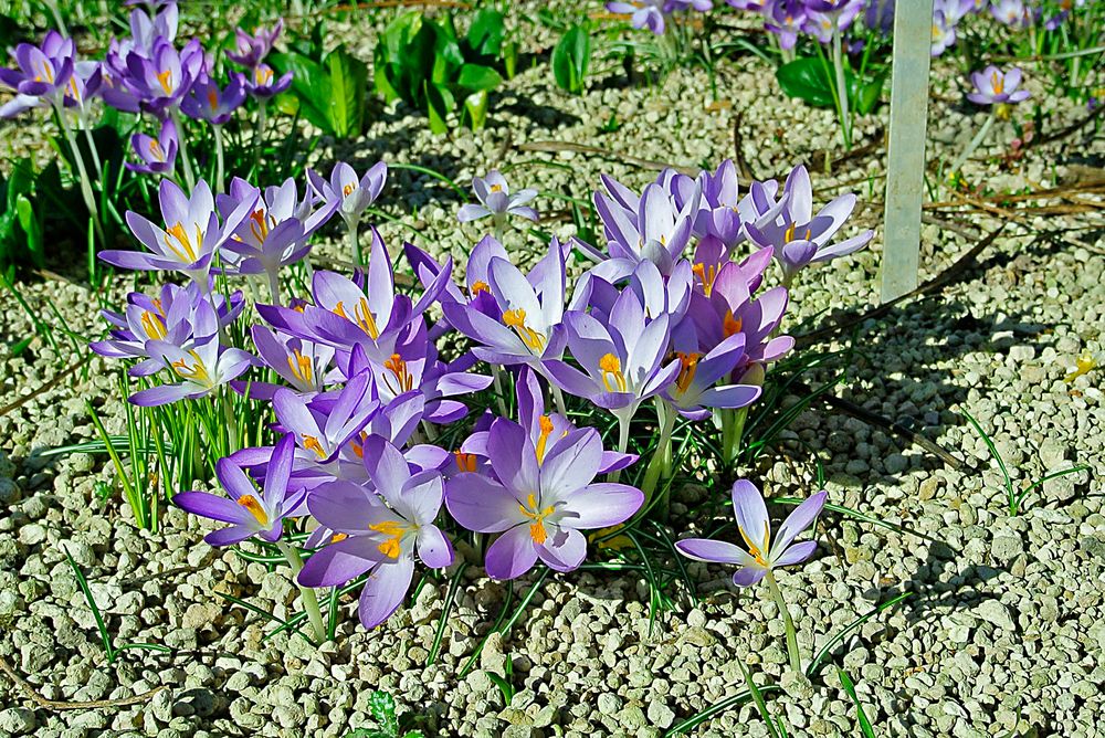 Asiatische Krokusse blühen auf kargem Boden