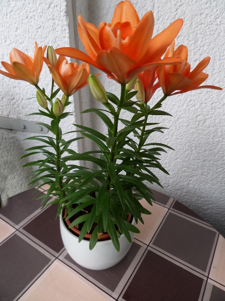 31+ Asiatische Lilien Pflanzen, Was ist eine asiatische lilie?