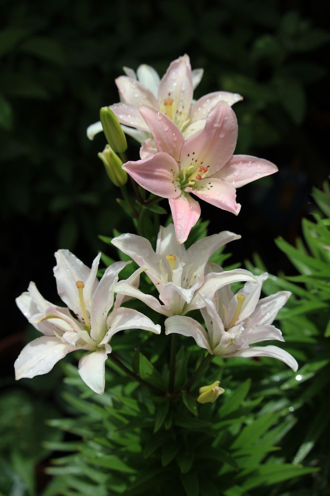 Asiatische Lilie Foto & Bild | natur, pflanzen, pilze & flechten ...