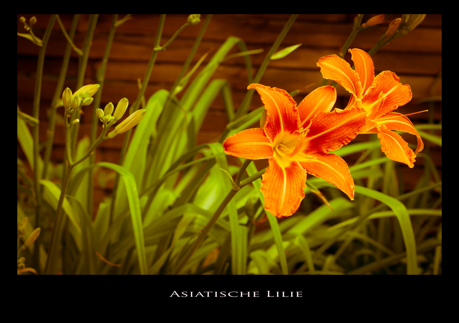 Asiatische Lilie Foto & Bild pflanzen, pilze & flechten, blüten